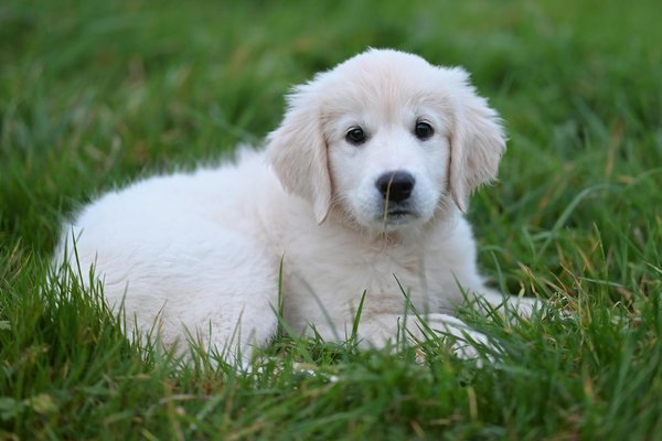 Welche Katzennahrung bietet die beste Ern√§hrung?